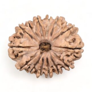 14-Mukhi-Rudraksha-Nepal-23