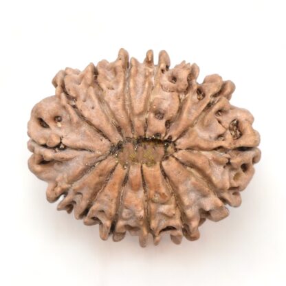 14-Mukhi-Rudraksha-Nepal-23-Back