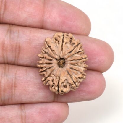 14-Mukhi-Rudraksha-Nepal-23-Hand