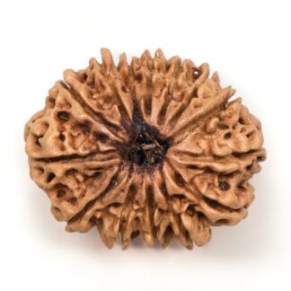 14-Mukhi-Rudraksha-Nepal-24