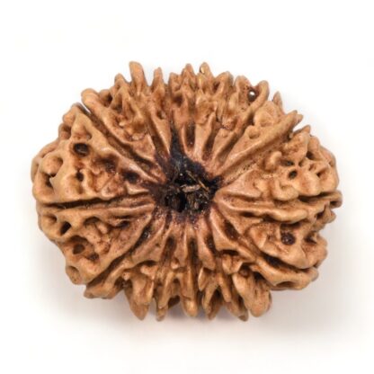 14-Mukhi-Rudraksha-Nepal-24