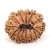 14-Mukhi-Rudraksha-Nepal-24-Back