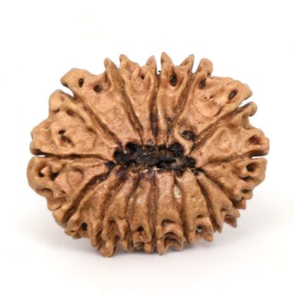 14-Mukhi-Rudraksha-Nepal-24-Back