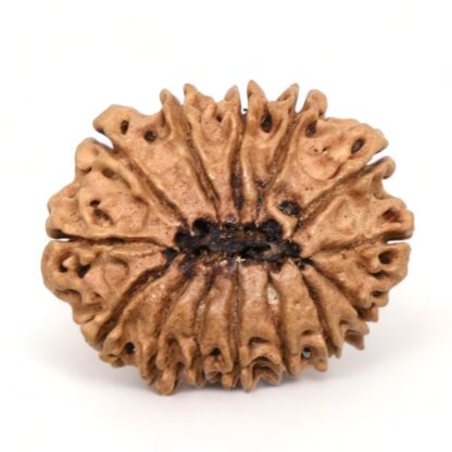 14-Mukhi-Rudraksha-Nepal-24-Back