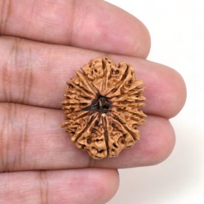 14-Mukhi-Rudraksha-Nepal-24-Hand