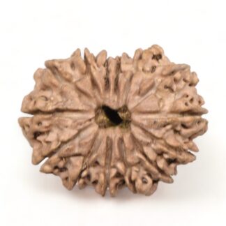 14-Mukhi-Rudraksha-Nepal-25