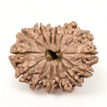 14-Mukhi-Rudraksha-Nepal-25