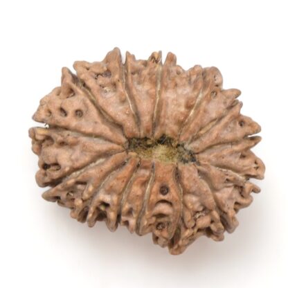 14-Mukhi-Rudraksha-Nepal-25-Back