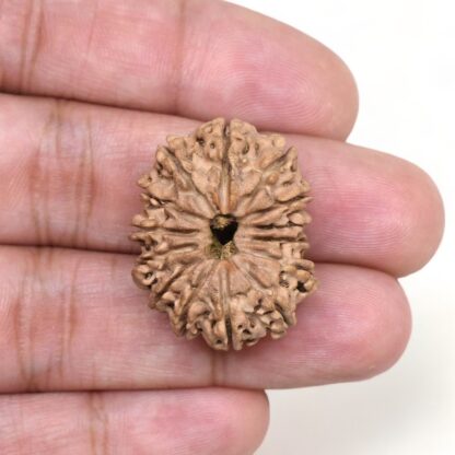 14-Mukhi-Rudraksha-Nepal-25-Hand