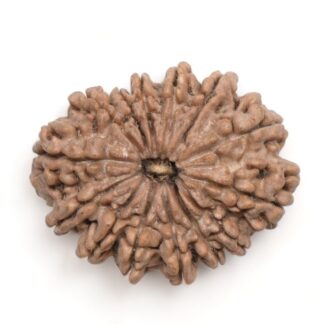 14-Mukhi-Rudraksha-Nepal-26