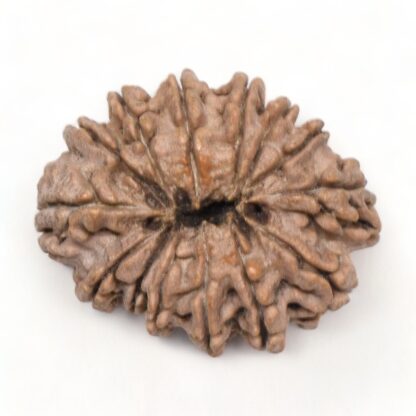 14-Mukhi-Rudraksha-Nepal-26-Back