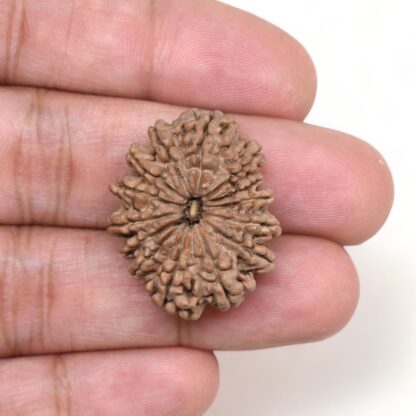 14-Mukhi-Rudraksha-Nepal-26-Hand