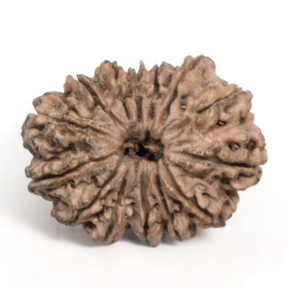 14-Mukhi-Rudraksha-Nepal-27