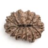 14-Mukhi-Rudraksha-Nepal-27-Back