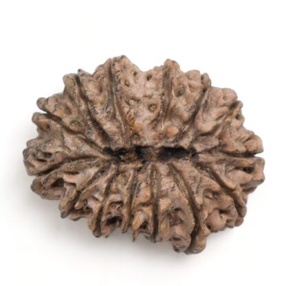 14-Mukhi-Rudraksha-Nepal-27-Back