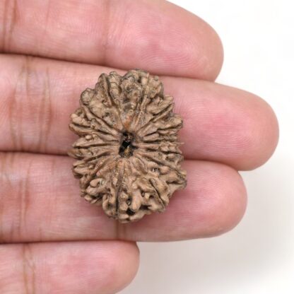 14-Mukhi-Rudraksha-Nepal-27-Hand