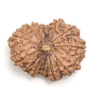 14-Mukhi-Rudraksha-Nepal-28