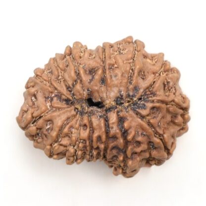 14-Mukhi-Rudraksha-Nepal-28-Back