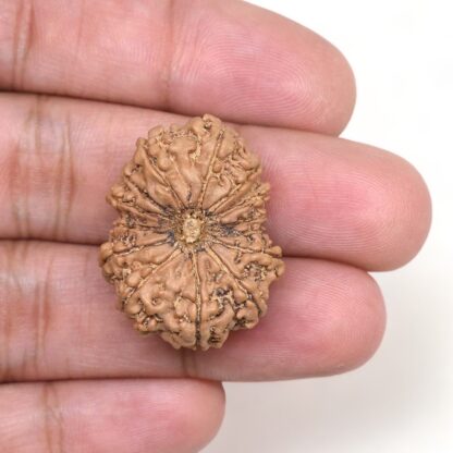 14-Mukhi-Rudraksha-Nepal-28-Hand