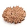 14-Mukhi-Rudraksha-Nepal-29