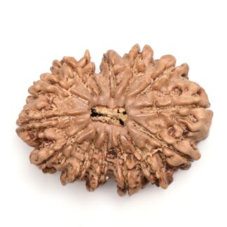 14-Mukhi-Rudraksha-Nepal-29