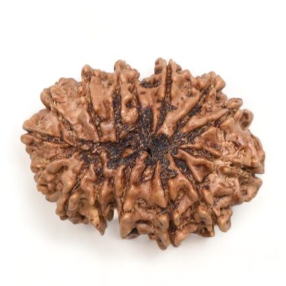 14-Mukhi-Rudraksha-Nepal-29-Back