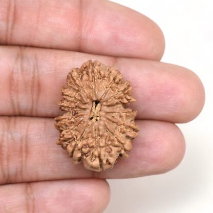 14-Mukhi-Rudraksha-Nepal-29-Hand