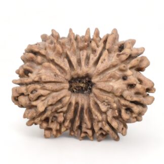 14-Mukhi-Rudraksha-Nepal-30