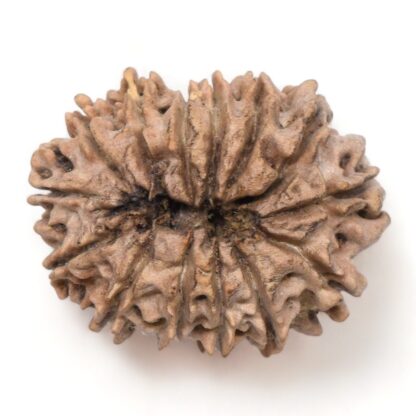 14-Mukhi-Rudraksha-Nepal-30-Back