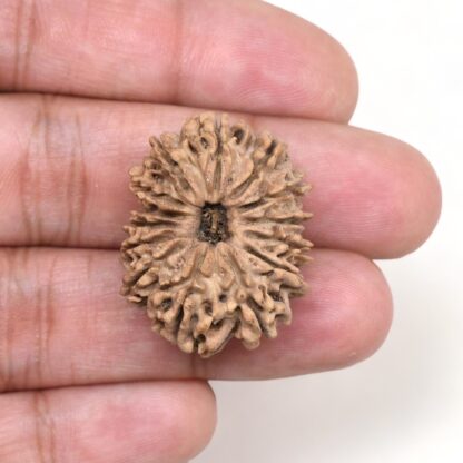 14-Mukhi-Rudraksha-Nepal-30-Hand