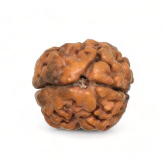 2-Mukhi-Rudraksha-Nepal-1