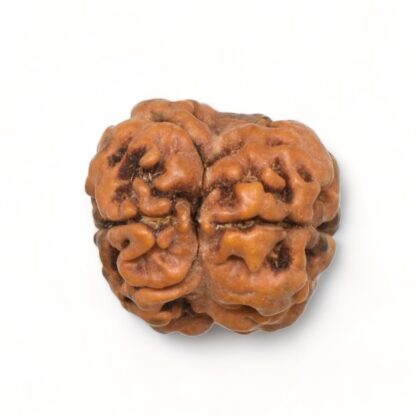 2-Mukhi-Rudraksha-Nepal-1-Back