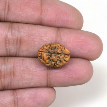 2-Mukhi-Rudraksha-Nepal-1-Hand