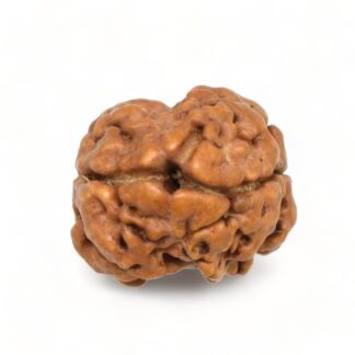 2-Mukhi-Rudraksha-Nepal-2