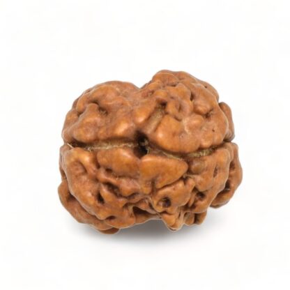 2-Mukhi-Rudraksha-Nepal-2