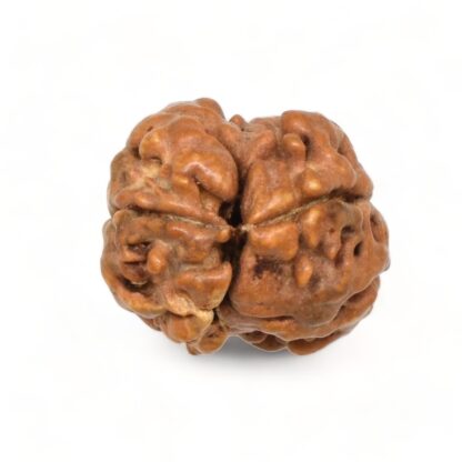 2-Mukhi-Rudraksha-Nepal-2-Back