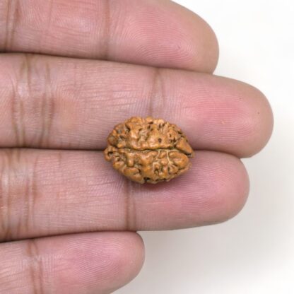 2-Mukhi-Rudraksha-Nepal-2-Hand