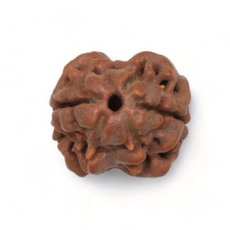 2-Mukhi-Rudraksha-Nepal-3