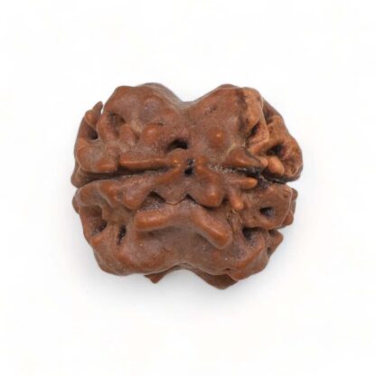 2-Mukhi-Rudraksha-Nepal-3-Back