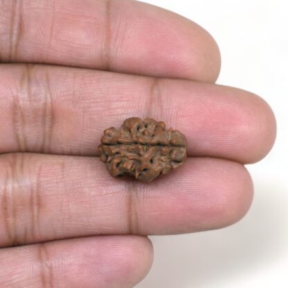 2-Mukhi-Rudraksha-Nepal-3-Hand