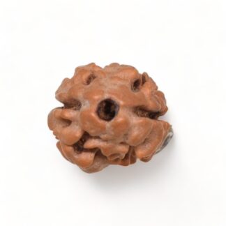 2-Mukhi-Rudraksha-Nepal-4