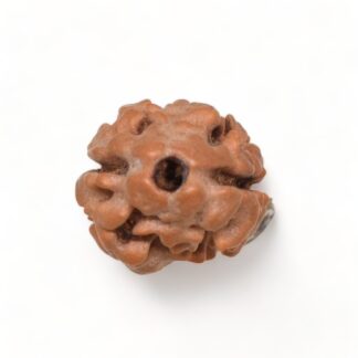 2-Mukhi-Rudraksha-Nepal-4