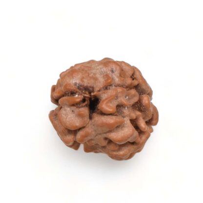 2-Mukhi-Rudraksha-Nepal-4-Back