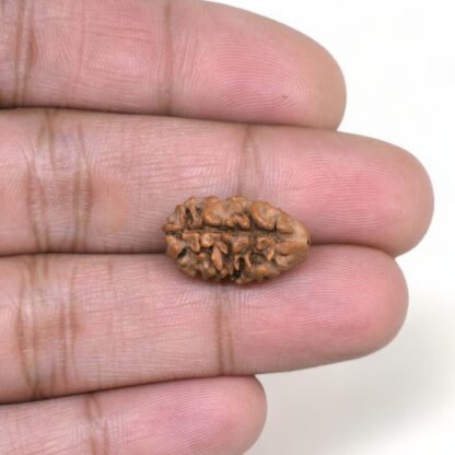 2-Mukhi-Rudraksha-Nepal-4-Hand