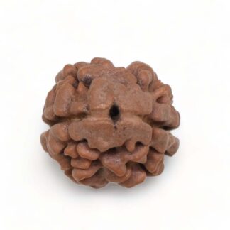 2 Mukhi Rudraksha