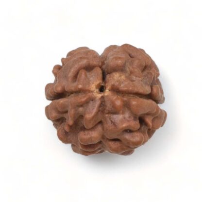 2-Mukhi-Rudraksha-Nepal-5-Back