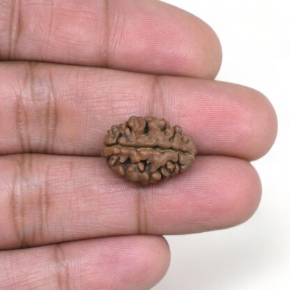 2-Mukhi-Rudraksha-Nepal-5-Hand