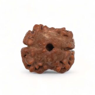 2-Mukhi-Rudraksha-Nepal-6