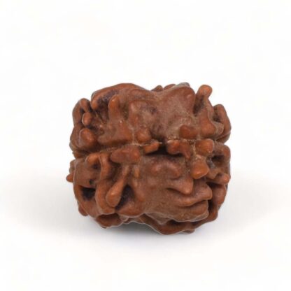 2-Mukhi-Rudraksha-Nepal-6-Back