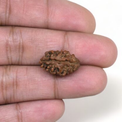 2-Mukhi-Rudraksha-Nepal-6-Hand